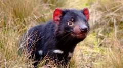 Nyári ördög (tassansky devil)